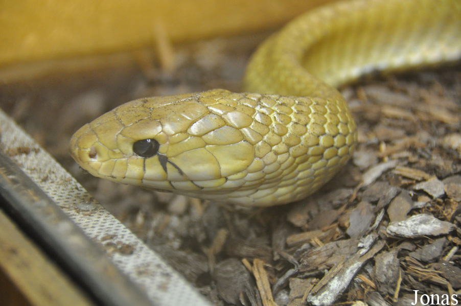 Drymarchon couperi