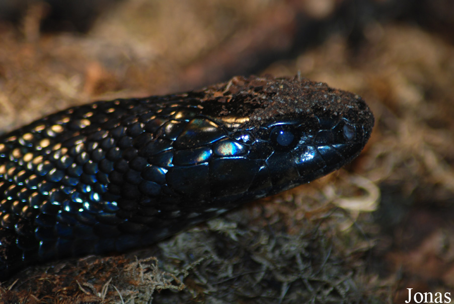 Drymarchon couperi