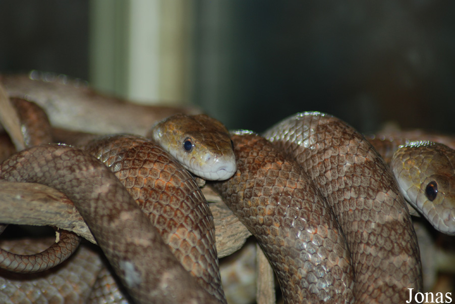 Elaphe obsoleta obsoleta