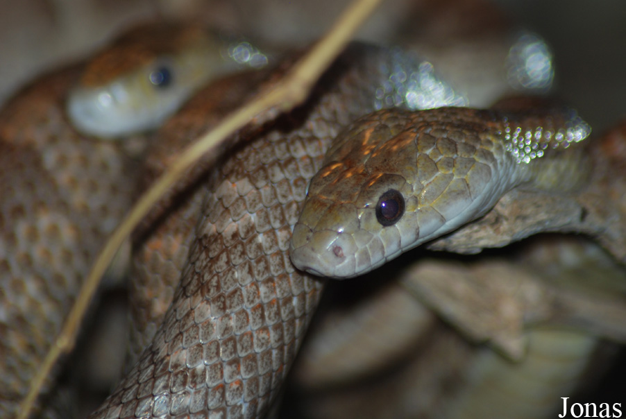 Elaphe obsoleta obsoleta