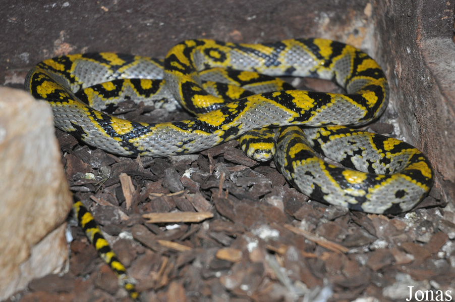 Euprepiophis mandarinus