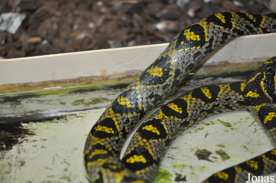 Euprepiophis mandarinus