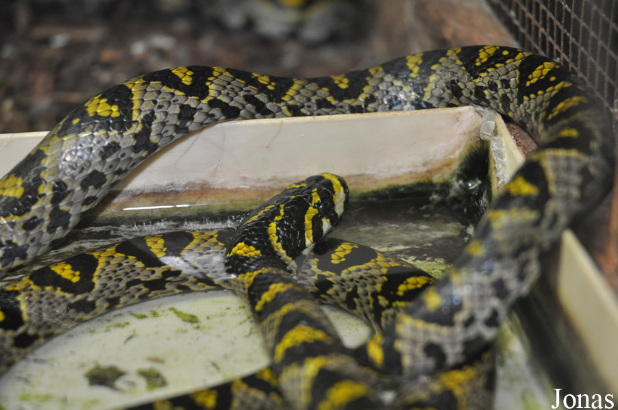 Euprepiophis mandarinus