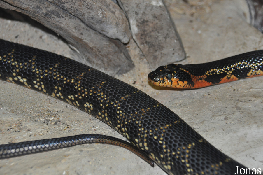 Hemorrhois hippocrepis
