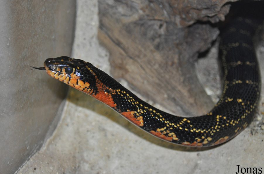 Hemorrhois hippocrepis