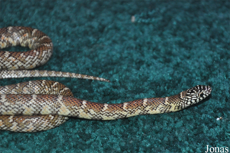 Lampropeltis getula