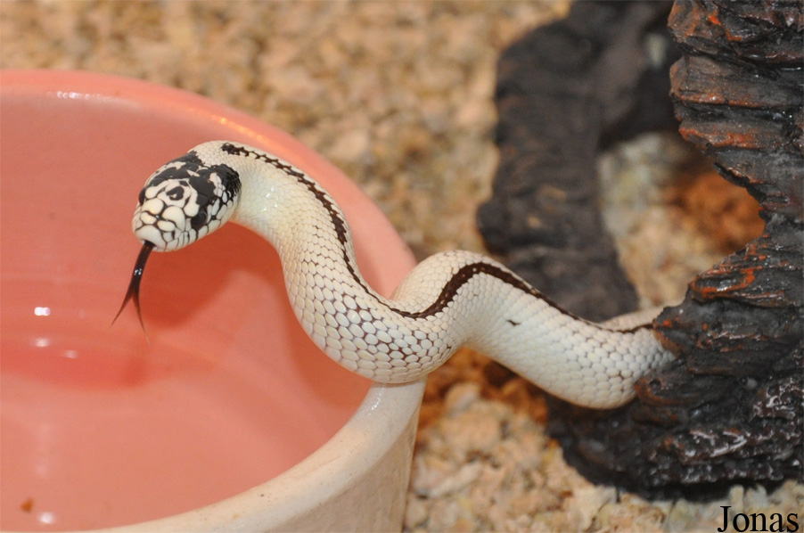 Lampropeltis getula