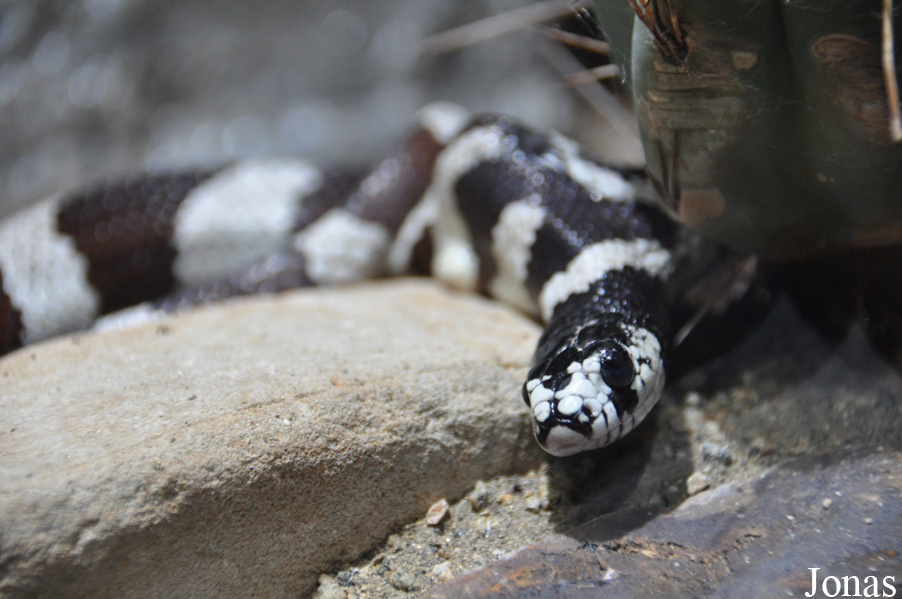 Lampropeltis getula californiae