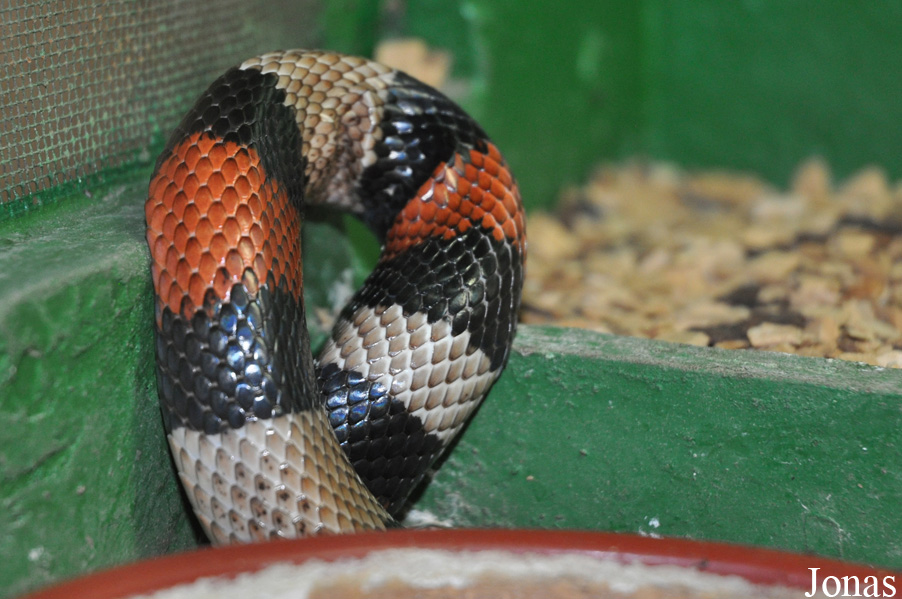 Lampropeltis ruthveni