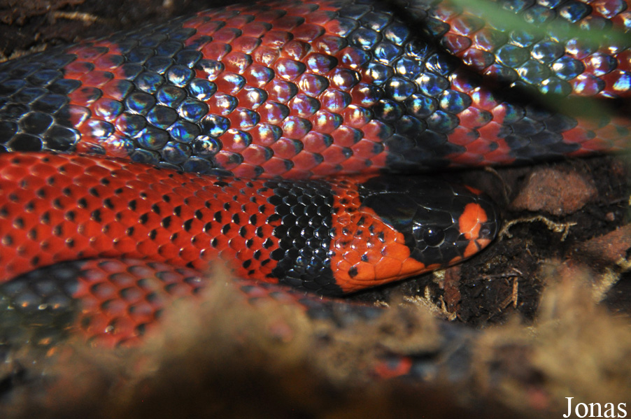 Lampropeltis triangulum hondurensis