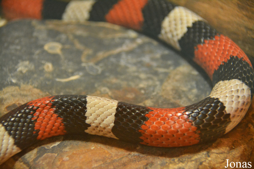 Lampropeltis triangulum sinaloae