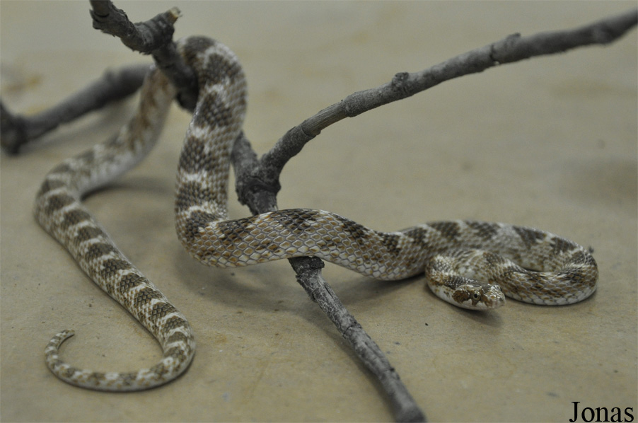 Lytorhynchus diadema