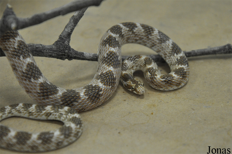 Lytorhynchus diadema