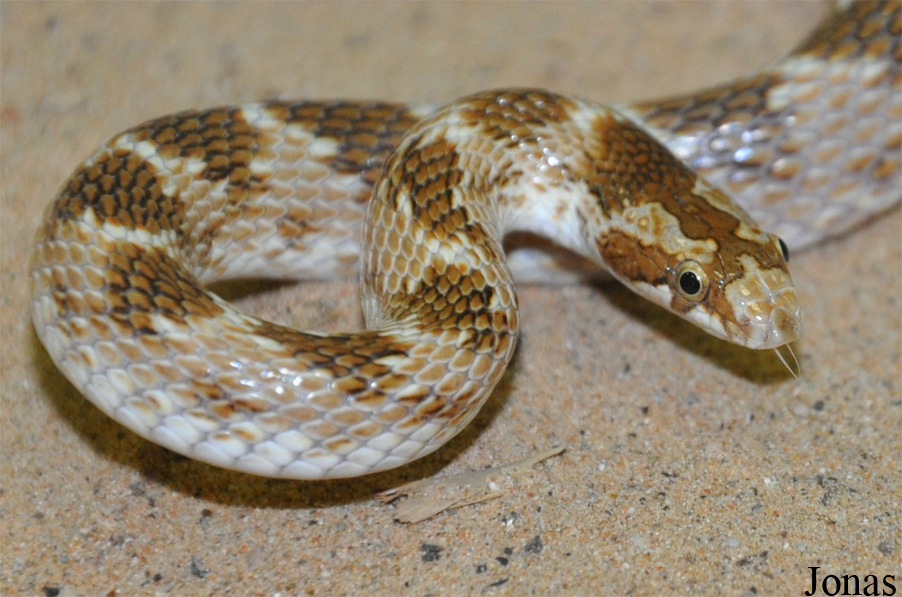 Lytorhynchus diadema