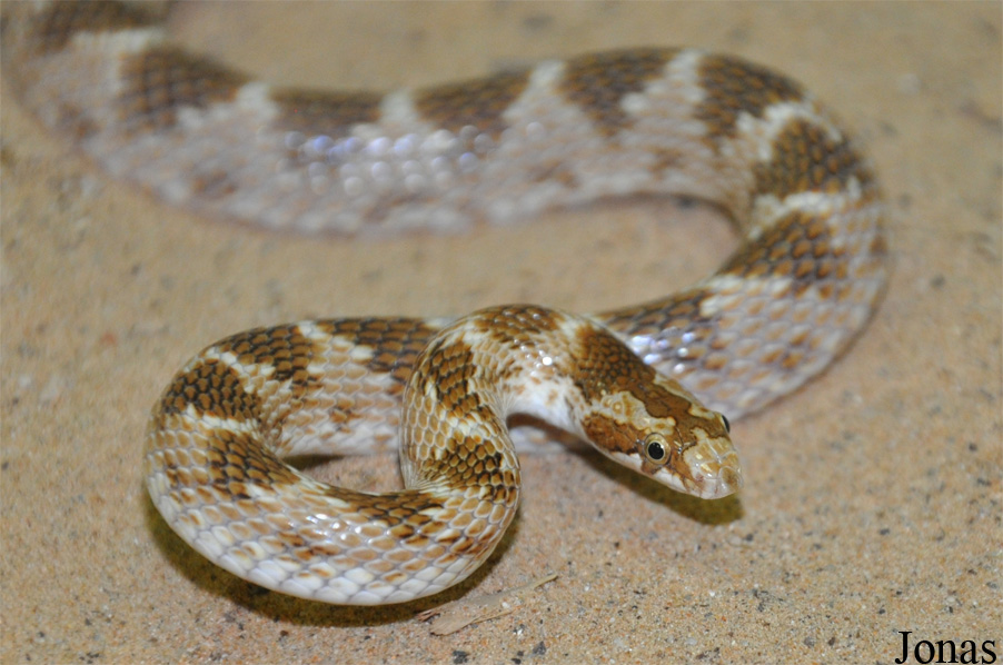 Lytorhynchus diadema