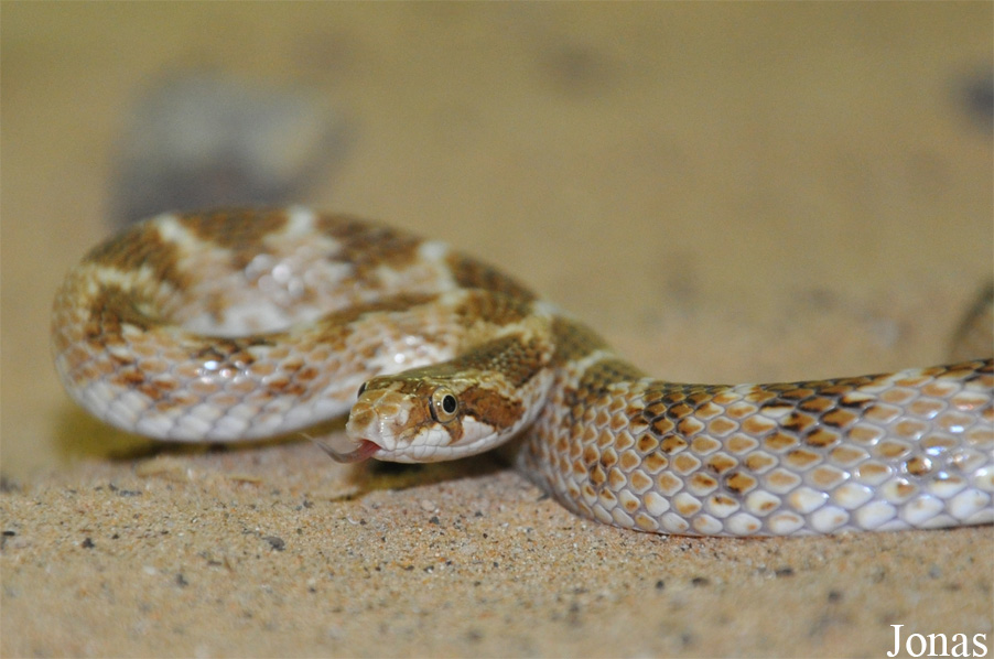 Lytorhynchus diadema
