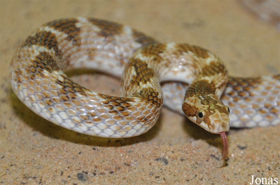 Lytorhynchus diadema
