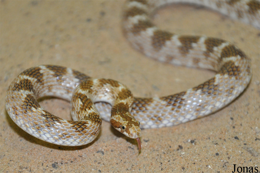 Lytorhynchus diadema