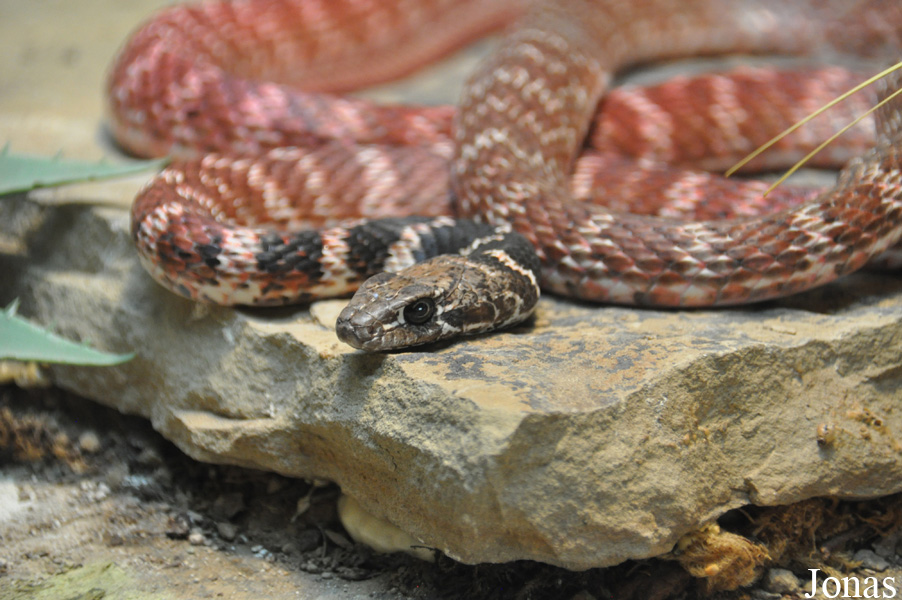 Masticophis flagellum piceus