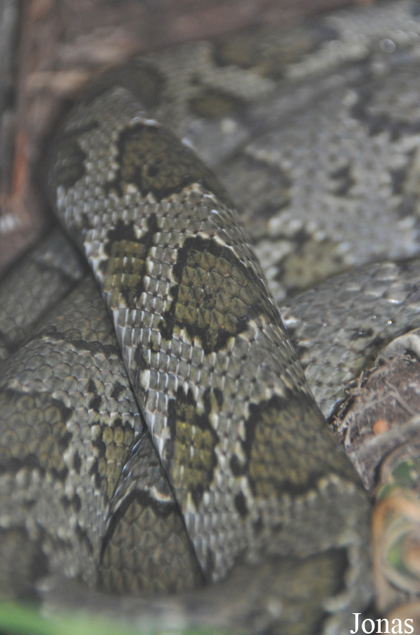 Orthriophis moellendorffi