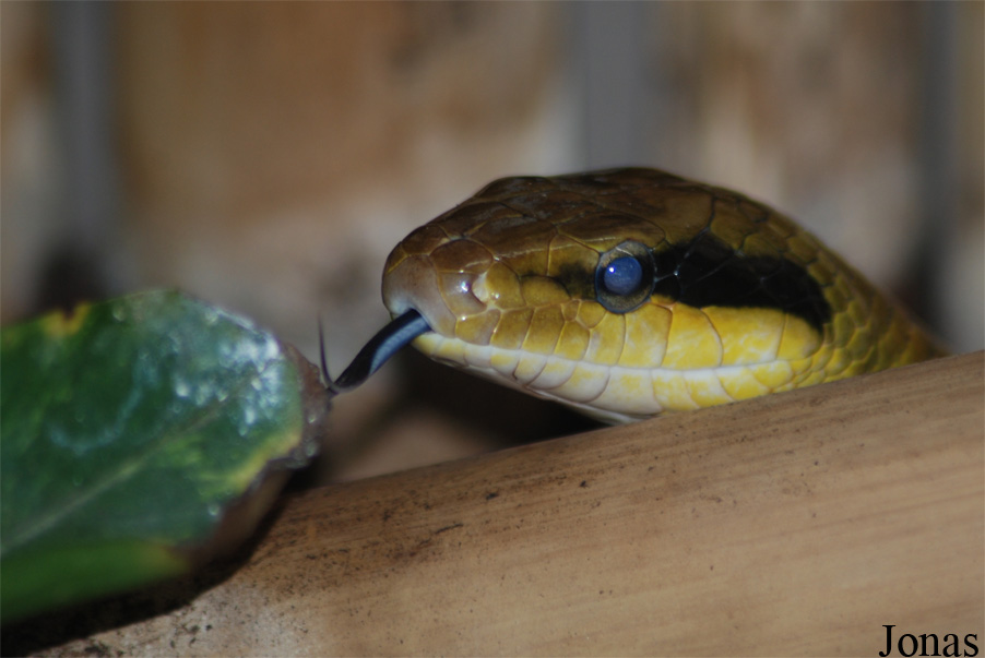Orthriophis taeniurus friesei
