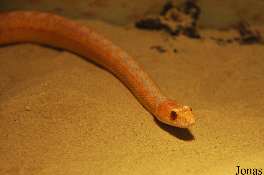 Pituophis catenifer annectens