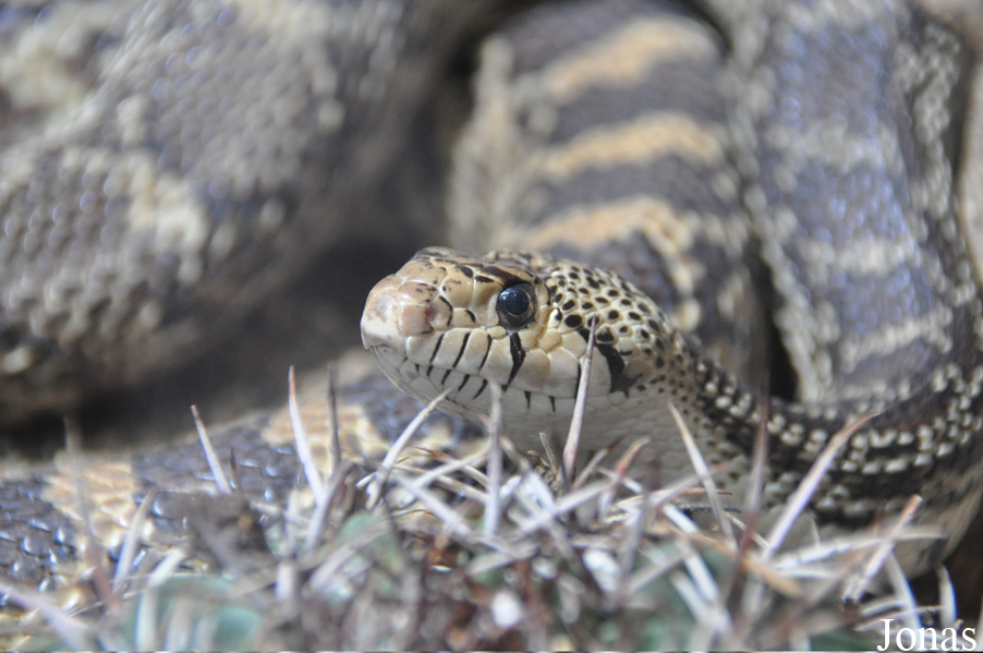 Pituophis catenifer annectens
