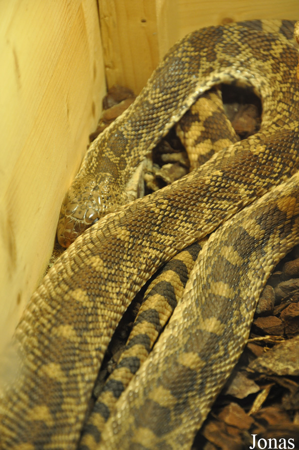 Pituophis catenifer sayi
