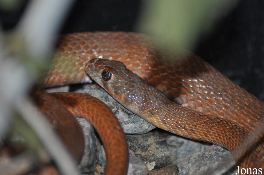 Platyceps rhodorachis