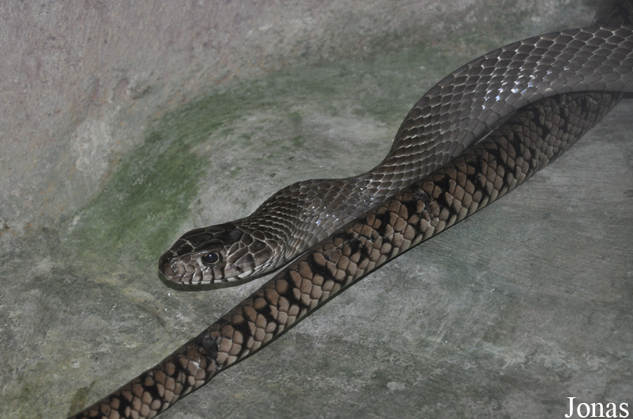 Ptyas mucosus