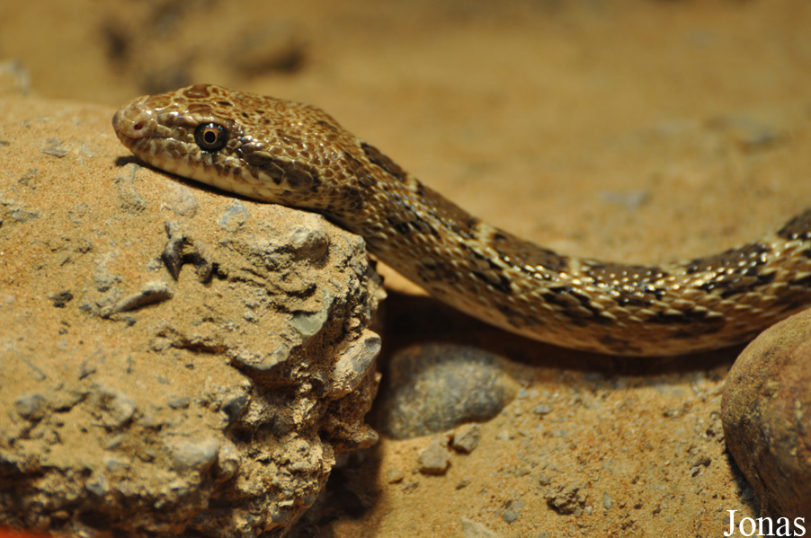 Spalerosophis diadema