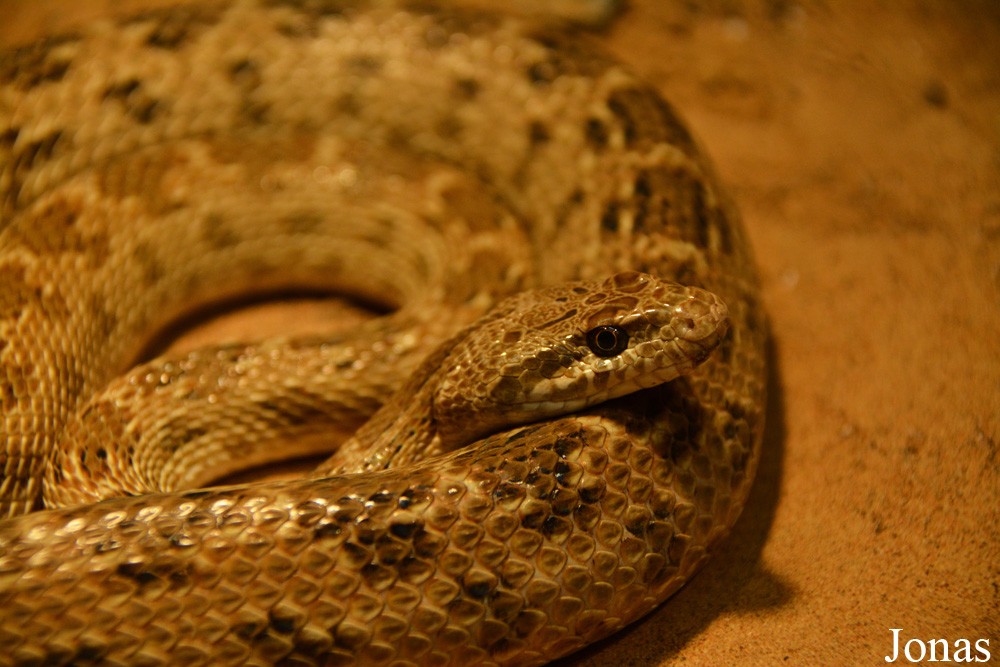 Spalerosophis diadema