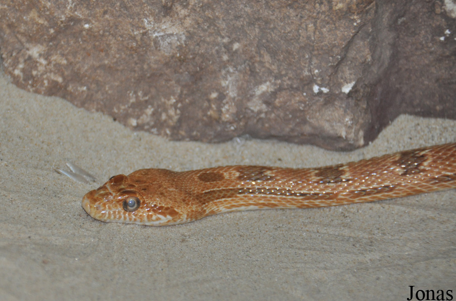 Spalerosophis diadema cliffordi