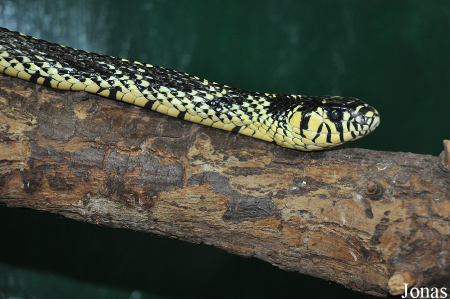 Spilotes pullatus