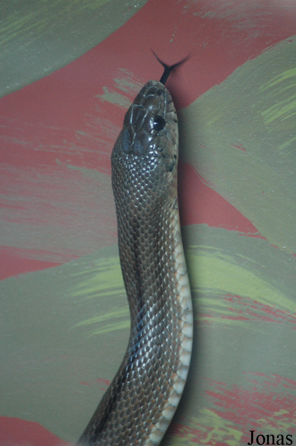Zamenis longissimus