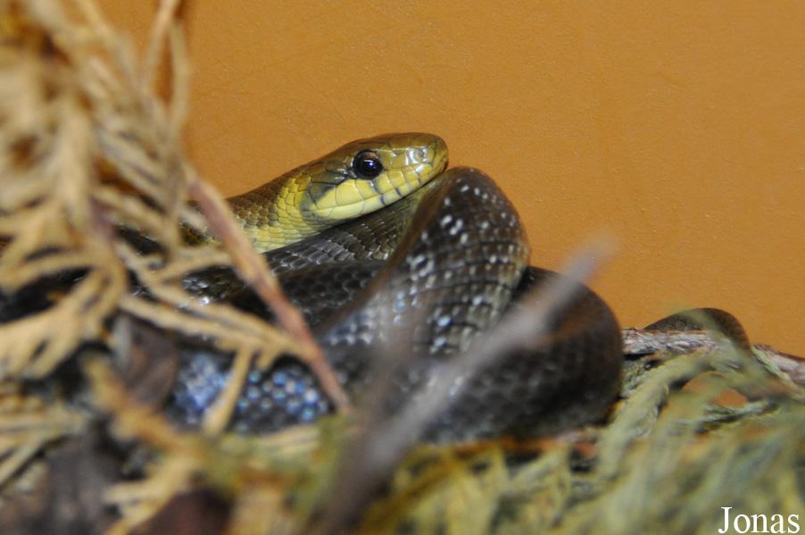 Zamenis longissimus