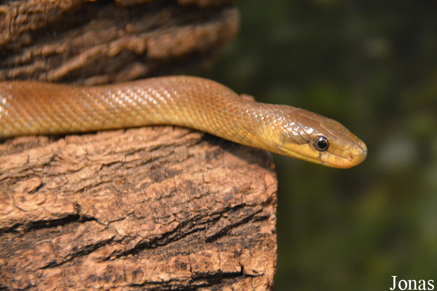 Zamenis longissimus