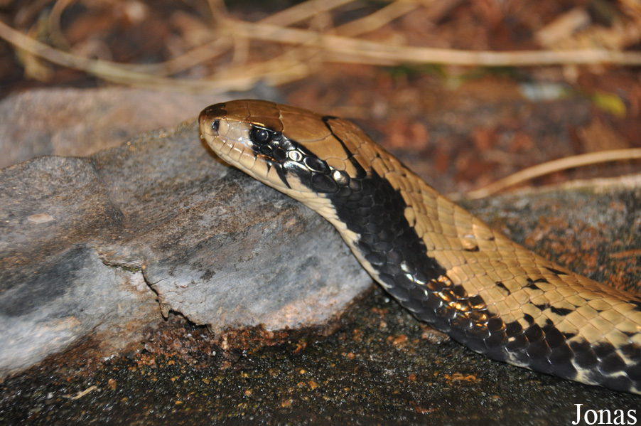 Hydrodynastes gigas