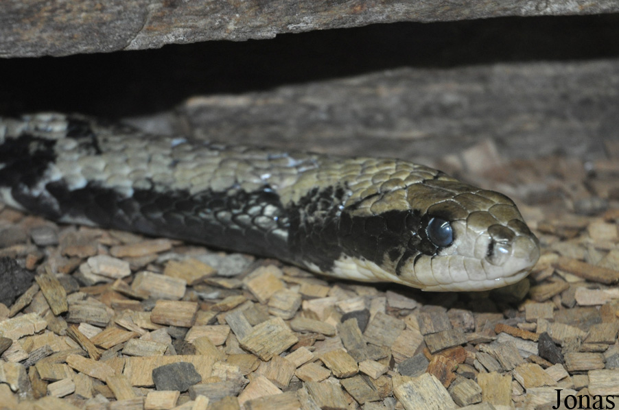 Hydrodynastes gigas