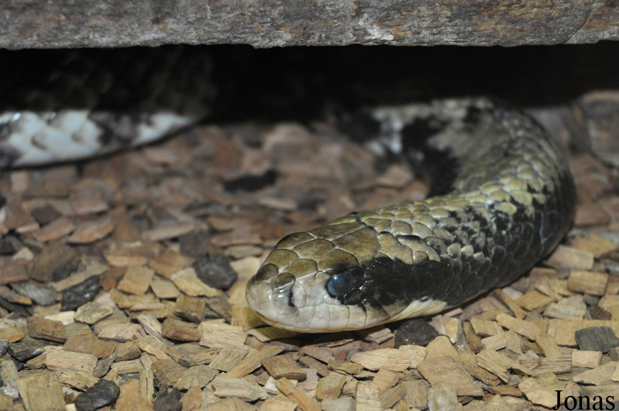 Hydrodynastes gigas
