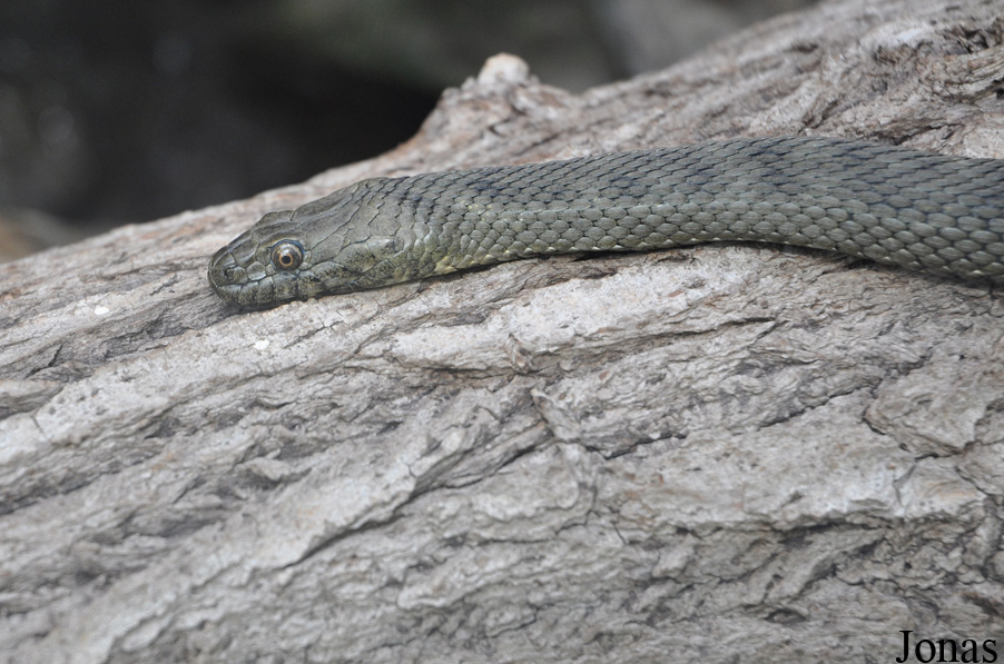 Natrix tessellata