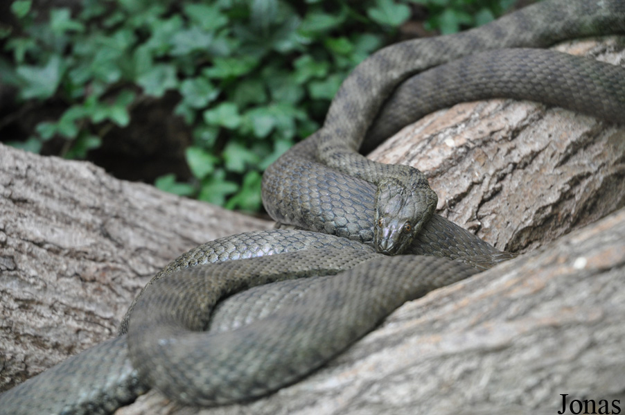 Natrix tessellata