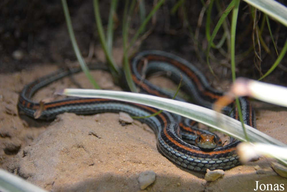 Thamnophis sirtalis tetrataenia