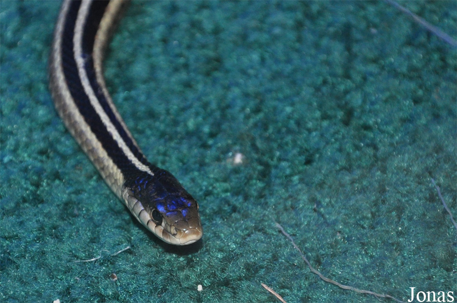 Thamnophis sp.