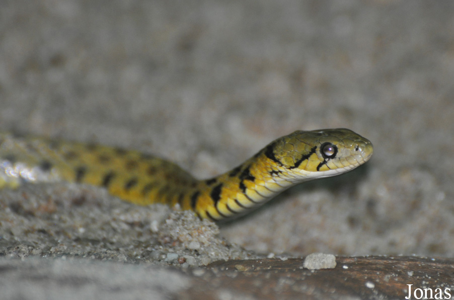 Xenochrophis piscator