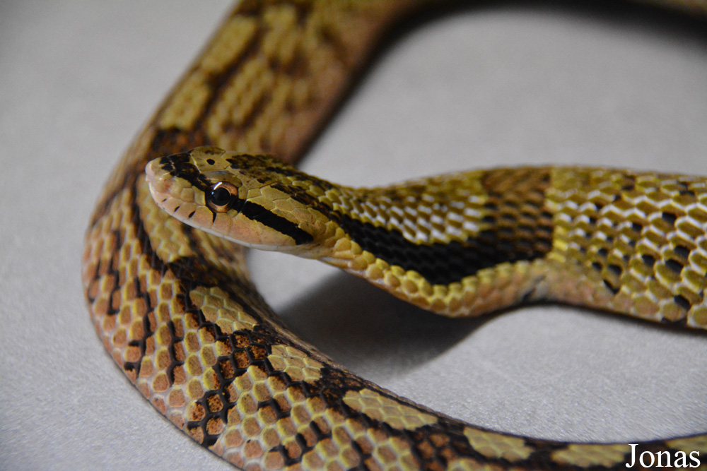 Pseudoxenodon bambusicola