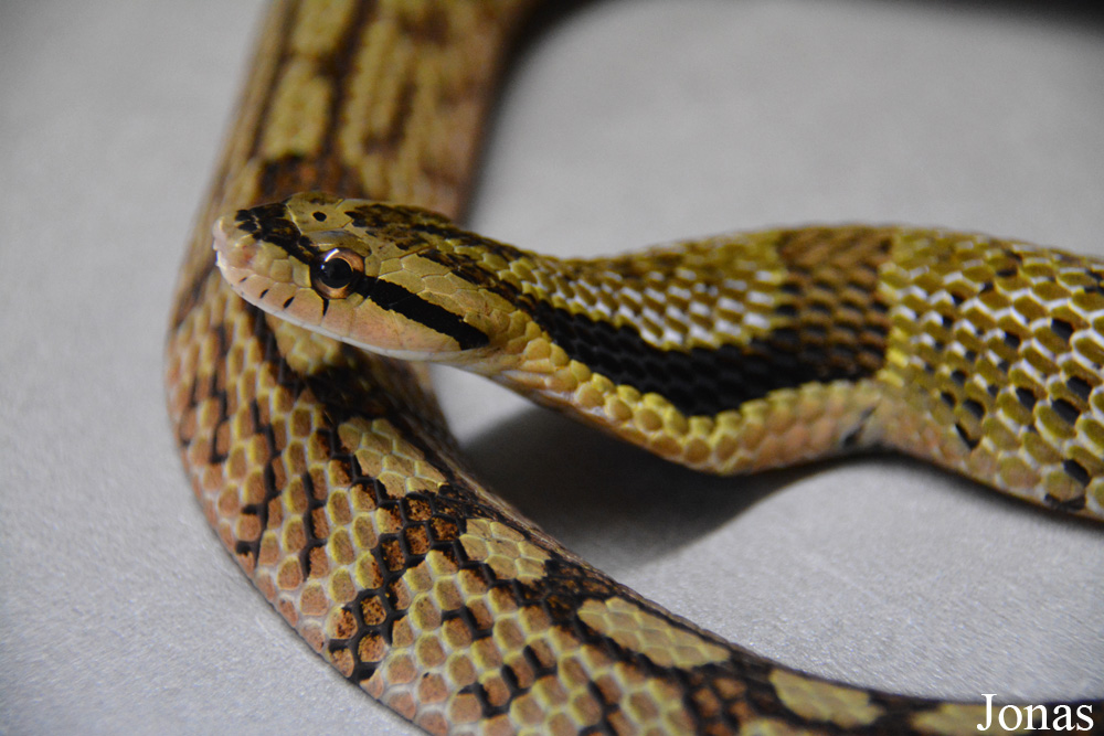 Pseudoxenodon bambusicola