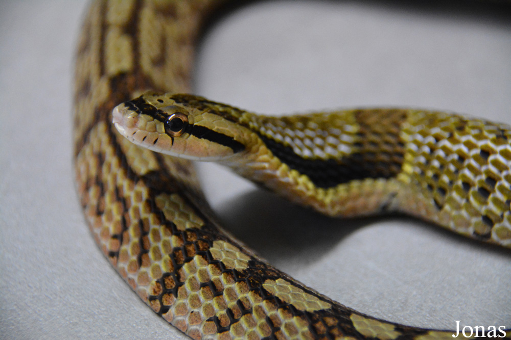 Pseudoxenodon bambusicola