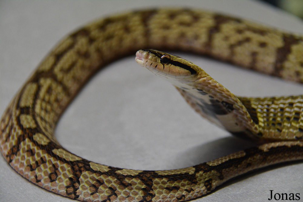 Pseudoxenodon bambusicola