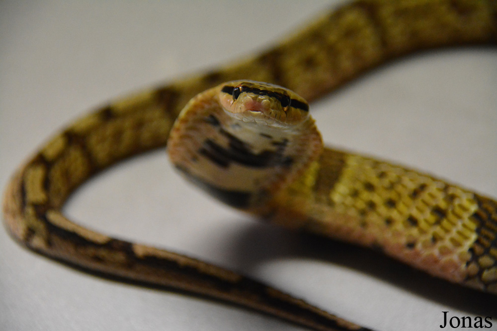 Pseudoxenodon bambusicola